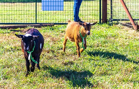 Behind the Scenes: October 2021 Farm Tour!