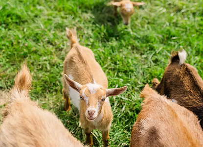 The Incredible Benefits of Goat Yoga