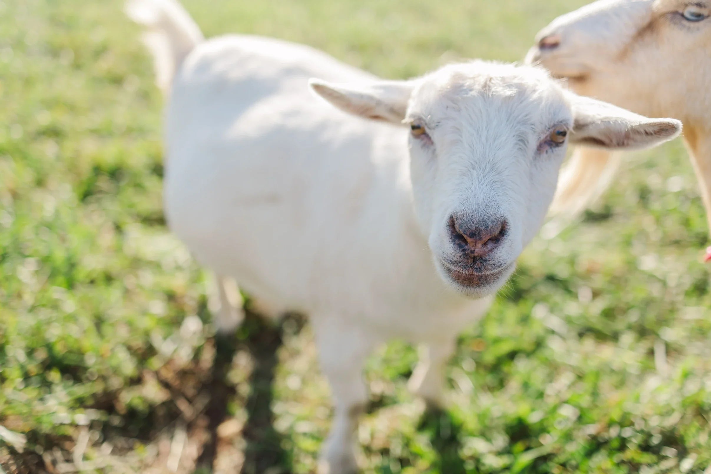 Dairy Goats 101