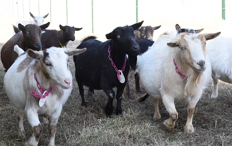 Not All Goats Are Created Equal