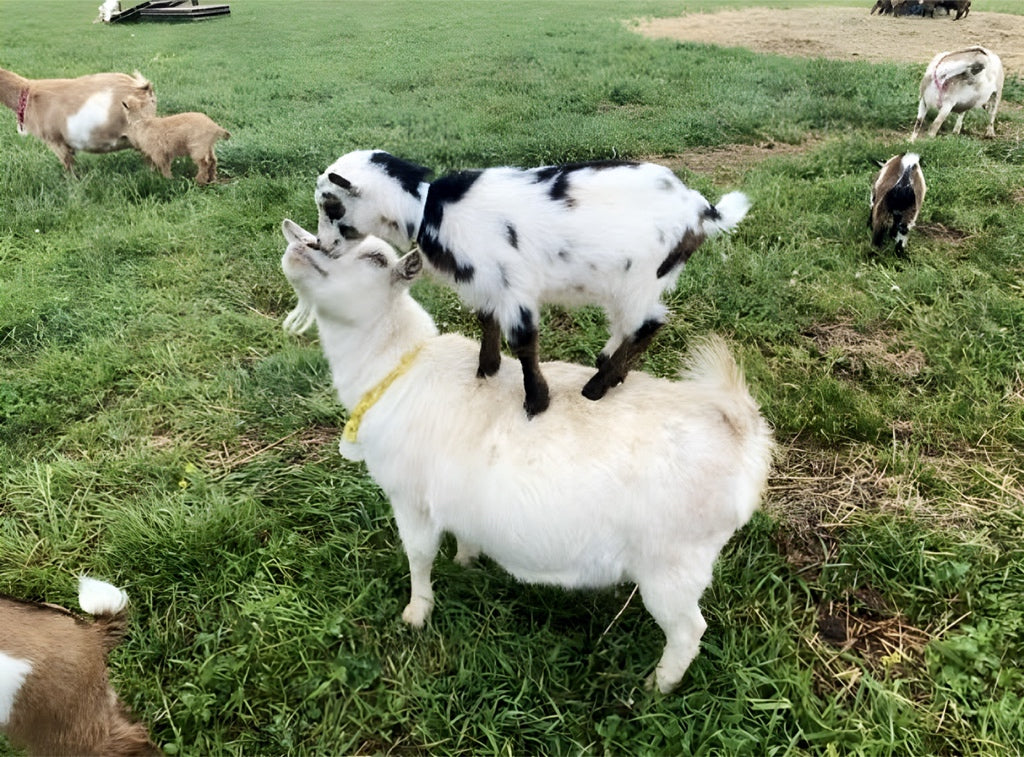 Life on Madd House Hill: Winding Down Summer with Our Nigerian Dwarfs