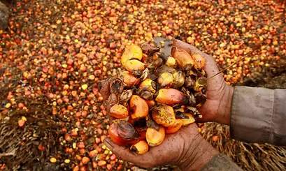 Palm Oil: What You Need to Know