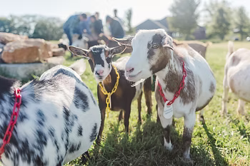 Quality Dairy Producer