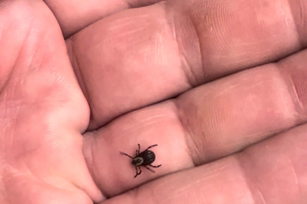 Tick Season Is Here — And It's Worse Than Ever