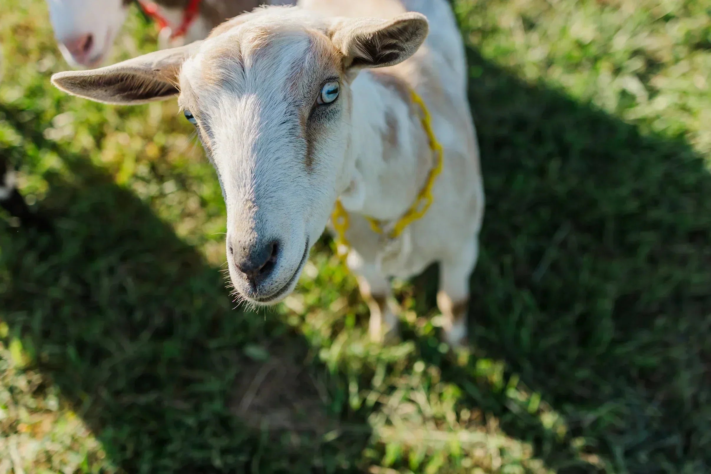 The Benefits of Goat Milk Skincare