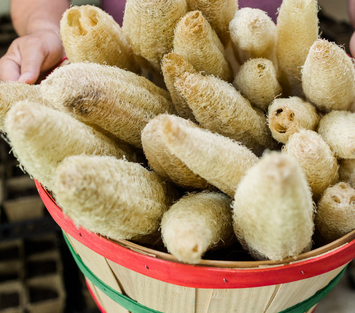 Part of our 2021 loofah (luffa) harvest