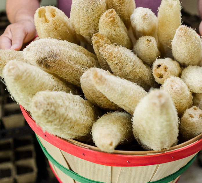 Part of our 2021 loofah (luffa) harvest